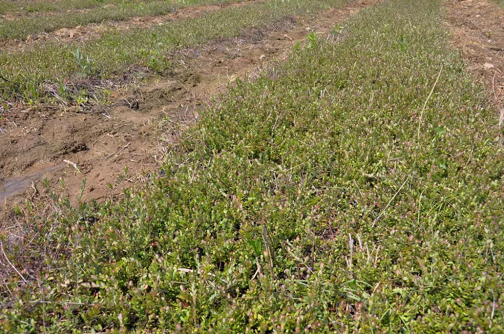 蔓越莓陆地苔藓苗